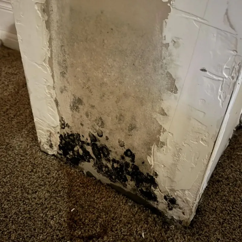 Professional Mold Removal in Turner, ME
